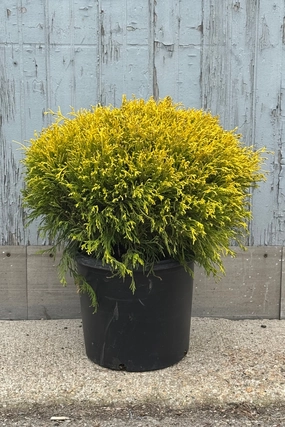 Chamaecyparis p. 'Golden Mop' #5 decorative flowerpot  