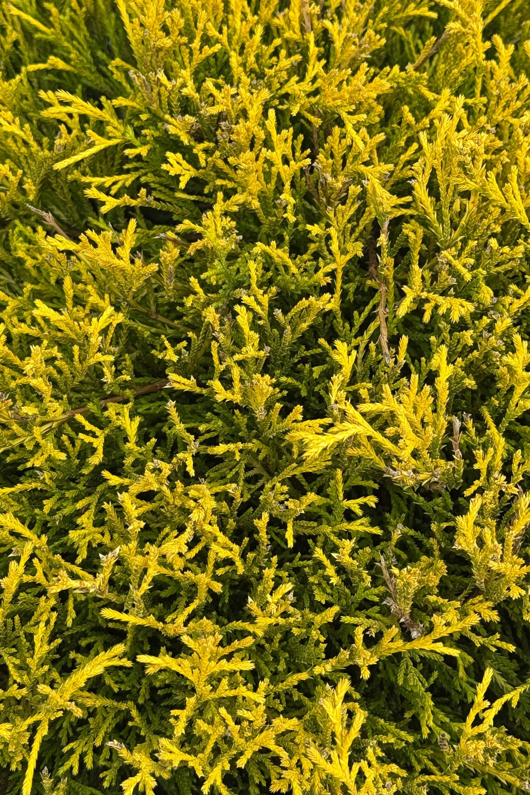 Chamaecyparis p. 'Golden Mop' #5