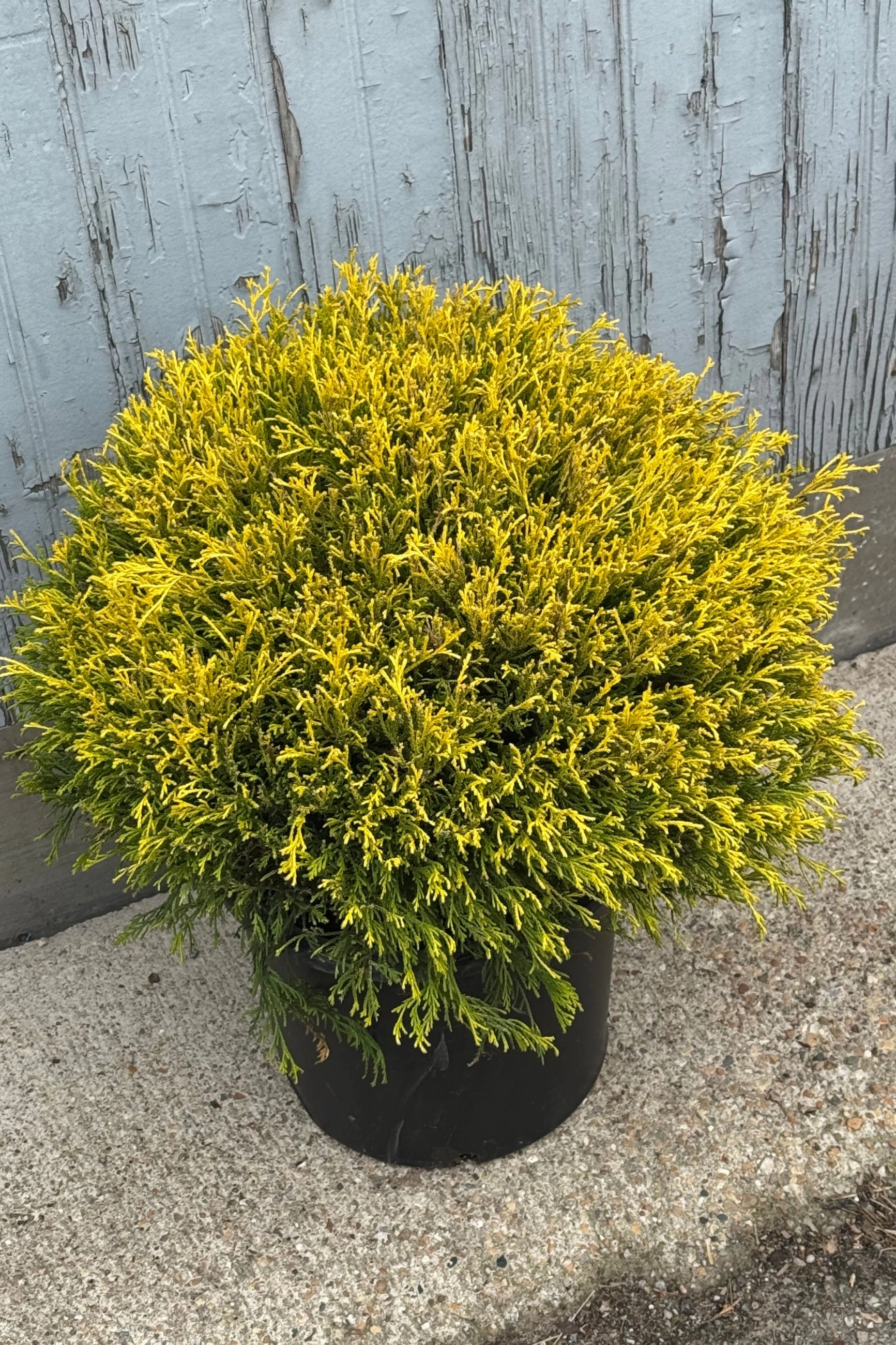 Chamaecyparis p. 'Golden Mop' #5