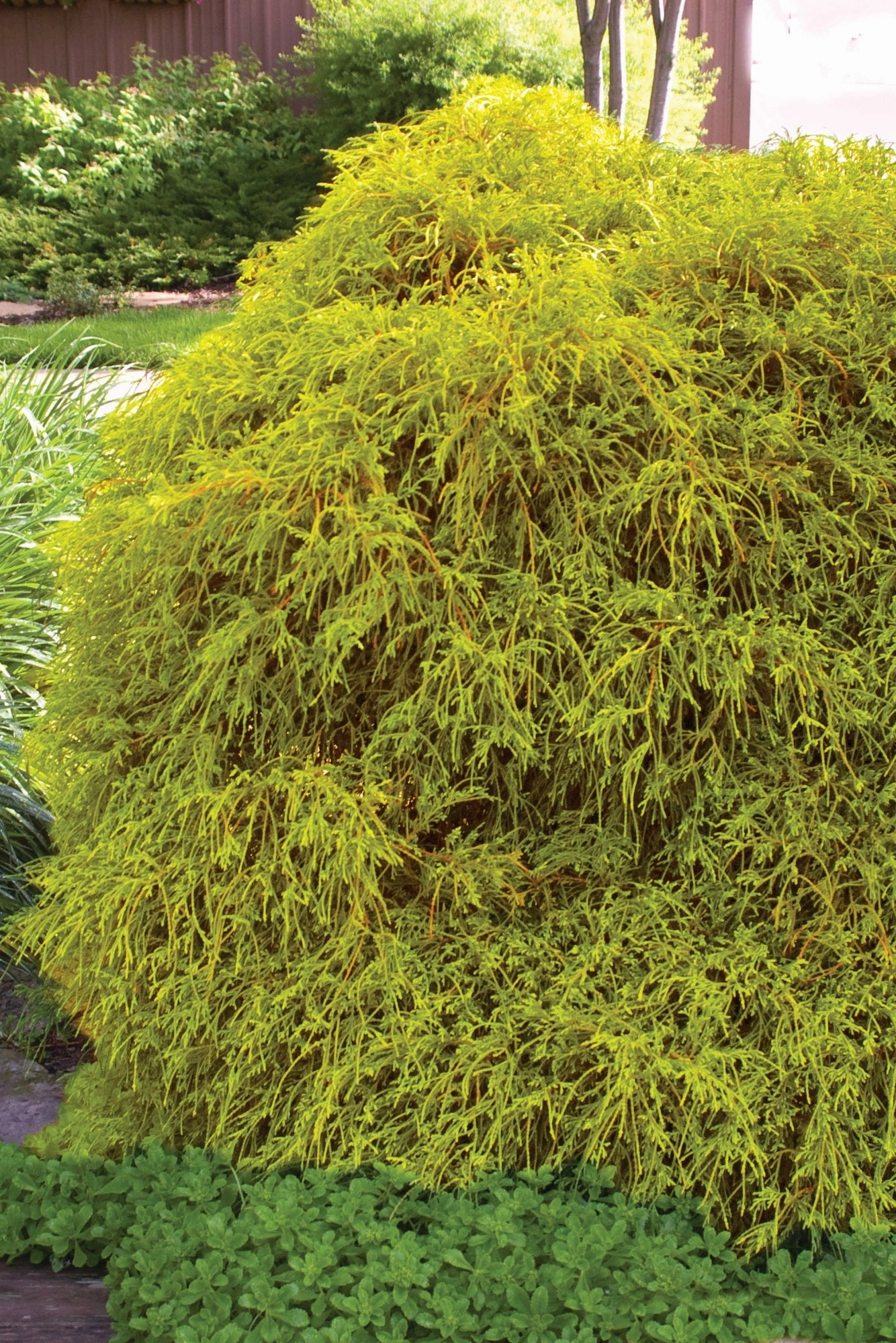 Chamaecyparis p. 'Golden Mop' #5