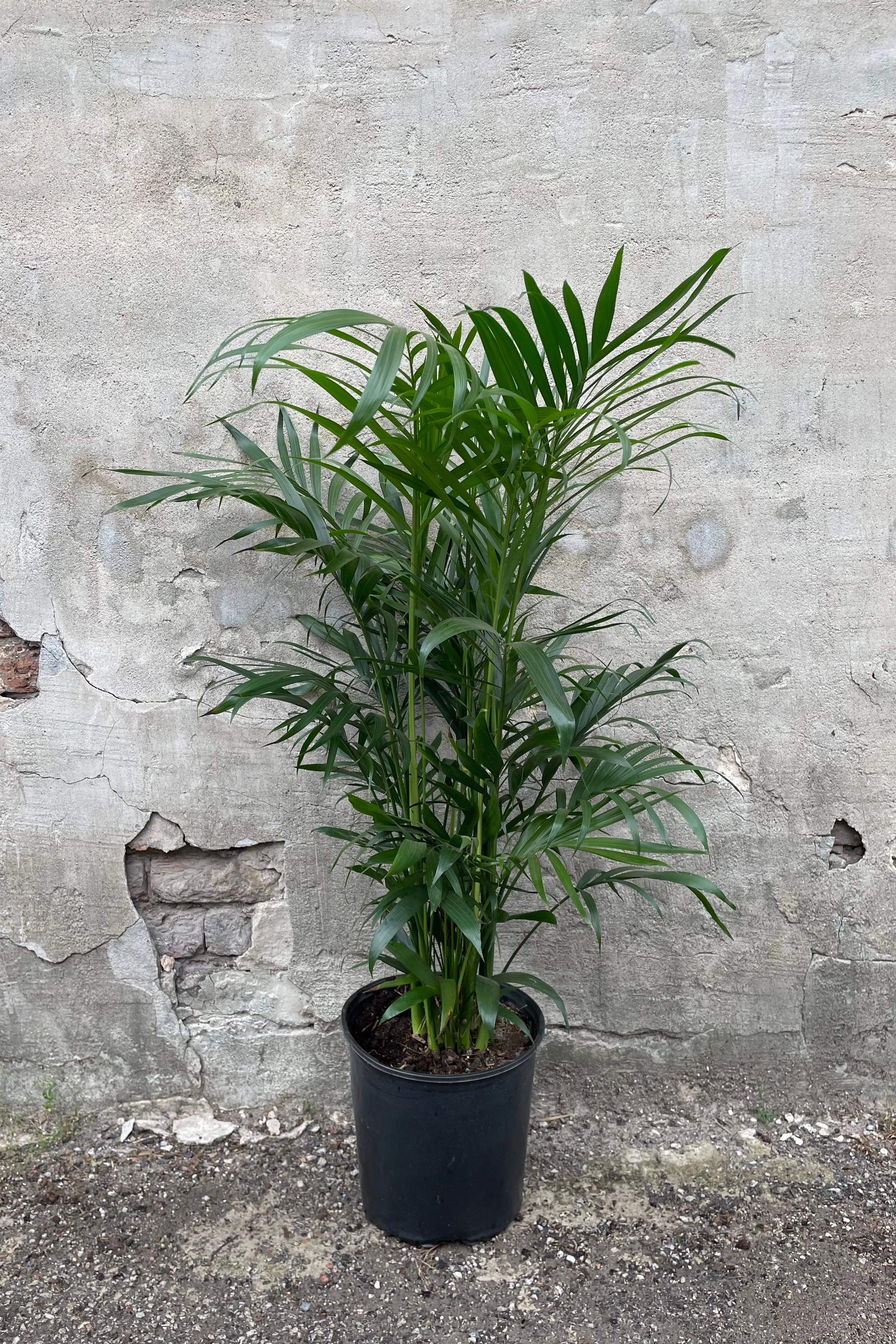 Chamaedorea cataractarum 10"