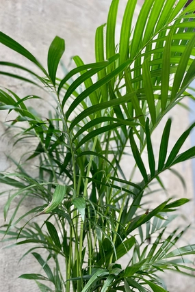 Chamaedorea cataractarum 10" medium flower pot  