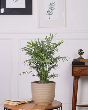 Chamaedorea Elegans In Eco Planter medium flower pot  