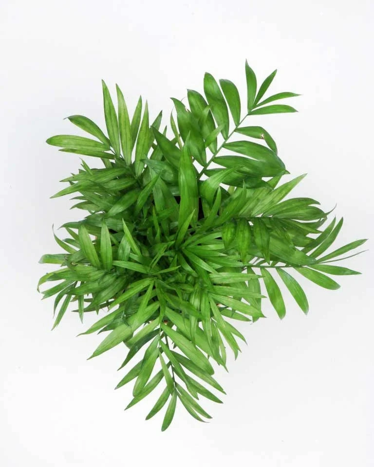 Chamaedorea Elegans Palm Plant