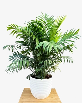 Chamaedorea Elegans Palm Plant {Large Size} medium flower pot  