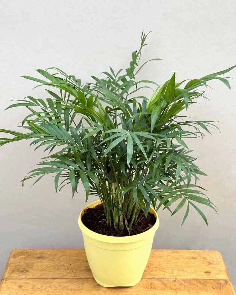 Chamaedorea Elegans Palm Plant