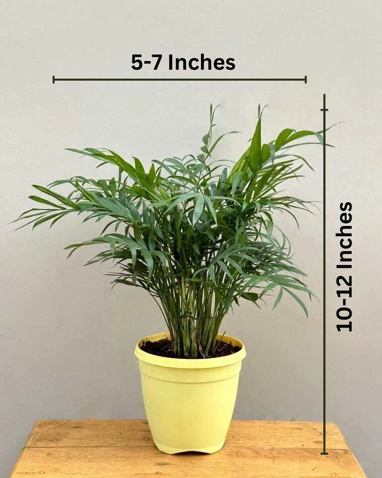 Chamaedorea Elegans Palm Plant