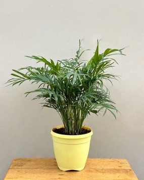 Chamaedorea Elegans Palm Plant medium flower pot  