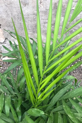 Chamaedorea elegans "Neanthe Bella" 8" medium flower pot  