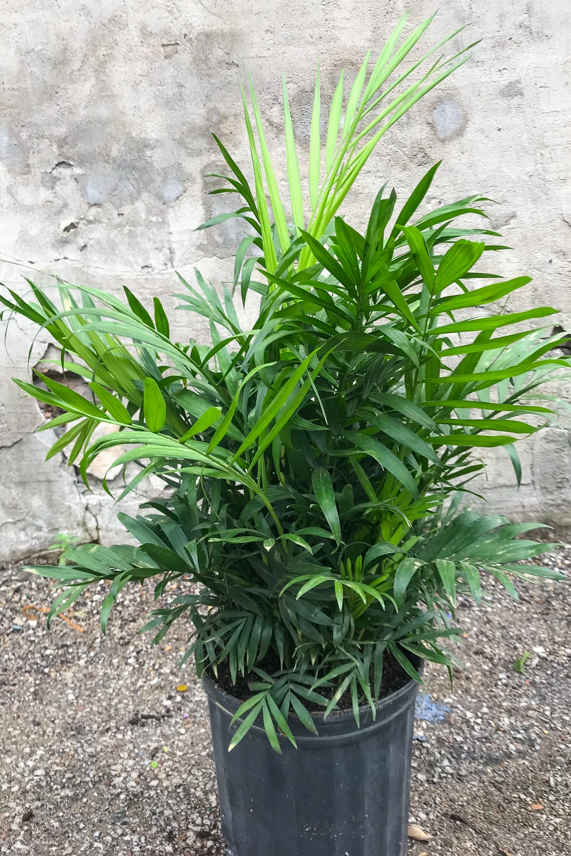Chamaedorea elegans "Neanthe Bella" 8"