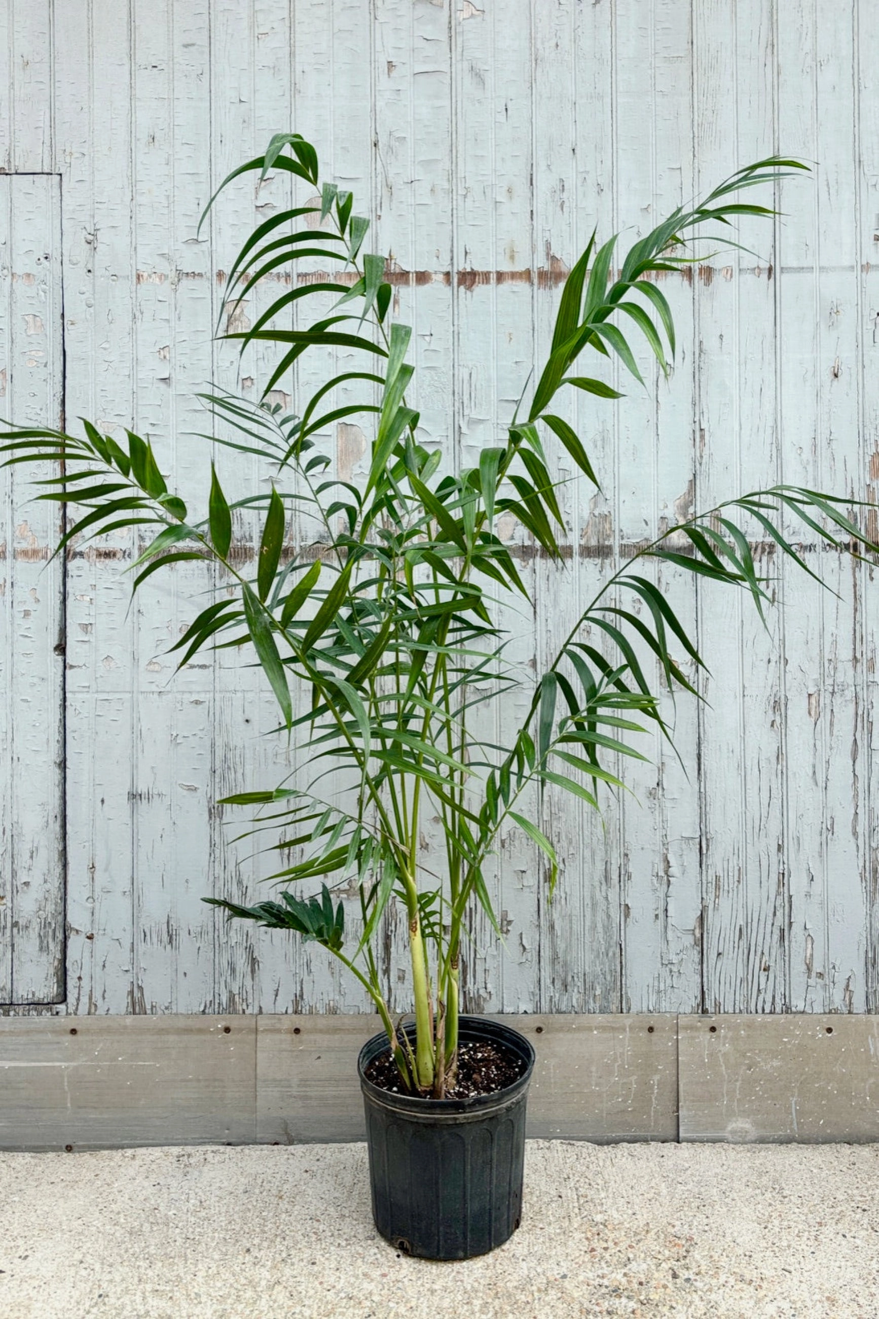 Chamaedorea hooperiana 10" medium flower pot  