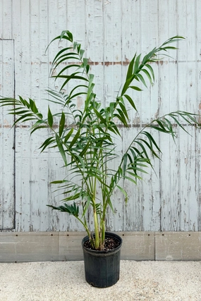 Chamaedorea hooperiana 10" medium flower pot  
