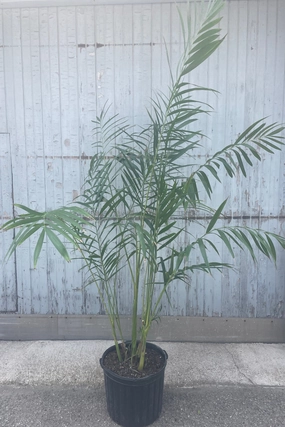 Chamaedorea hooperiana 14" medium flower pot  