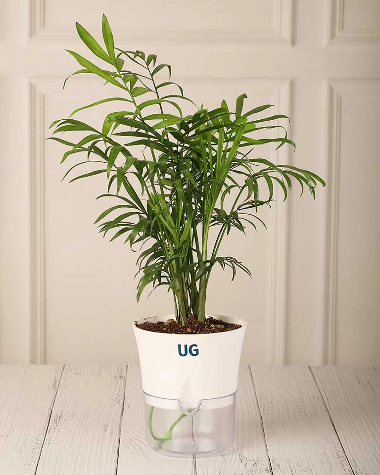 Chamaedorea in Self Watering Pot medium flower pot  