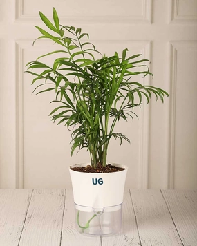 Chamaedorea in Self Watering Pot medium flower pot  