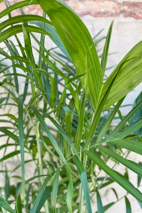 Chamaedorea seifrizii "Bamboo Palm" 10" medium flower pot  