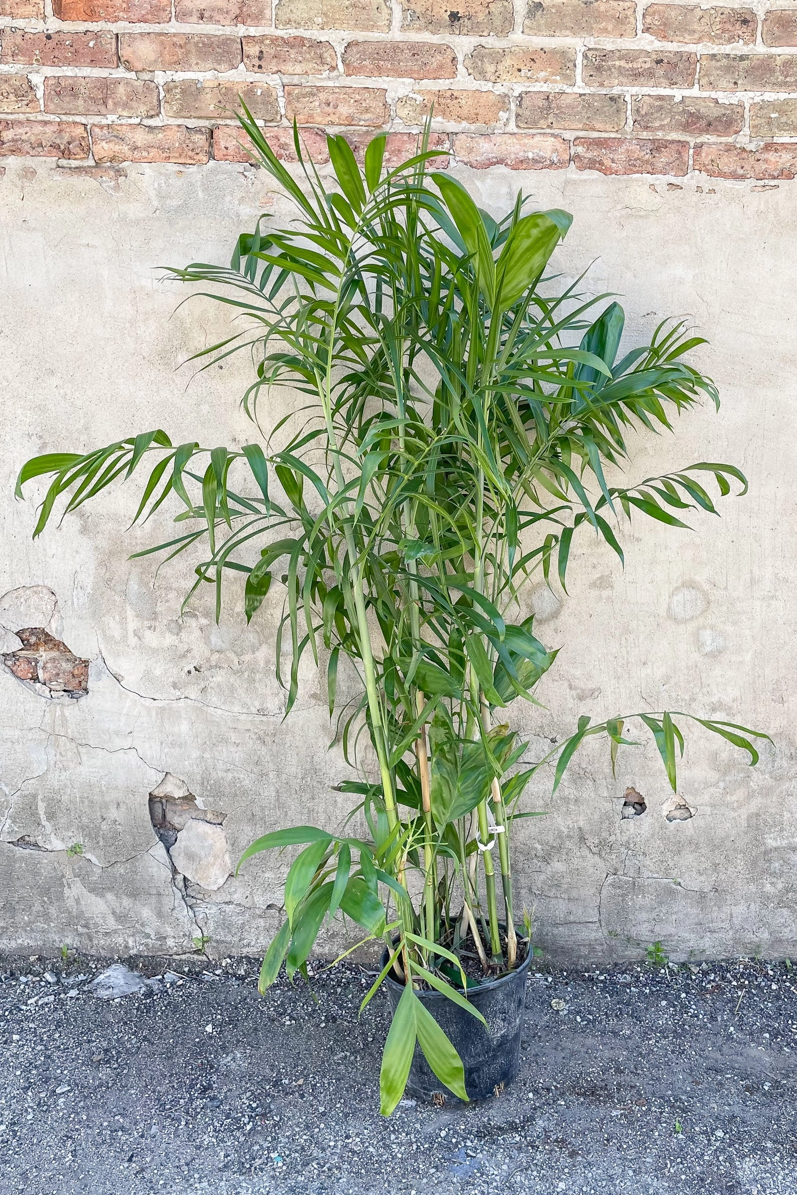 Chamaedorea seifrizii "Bamboo Palm" 10"