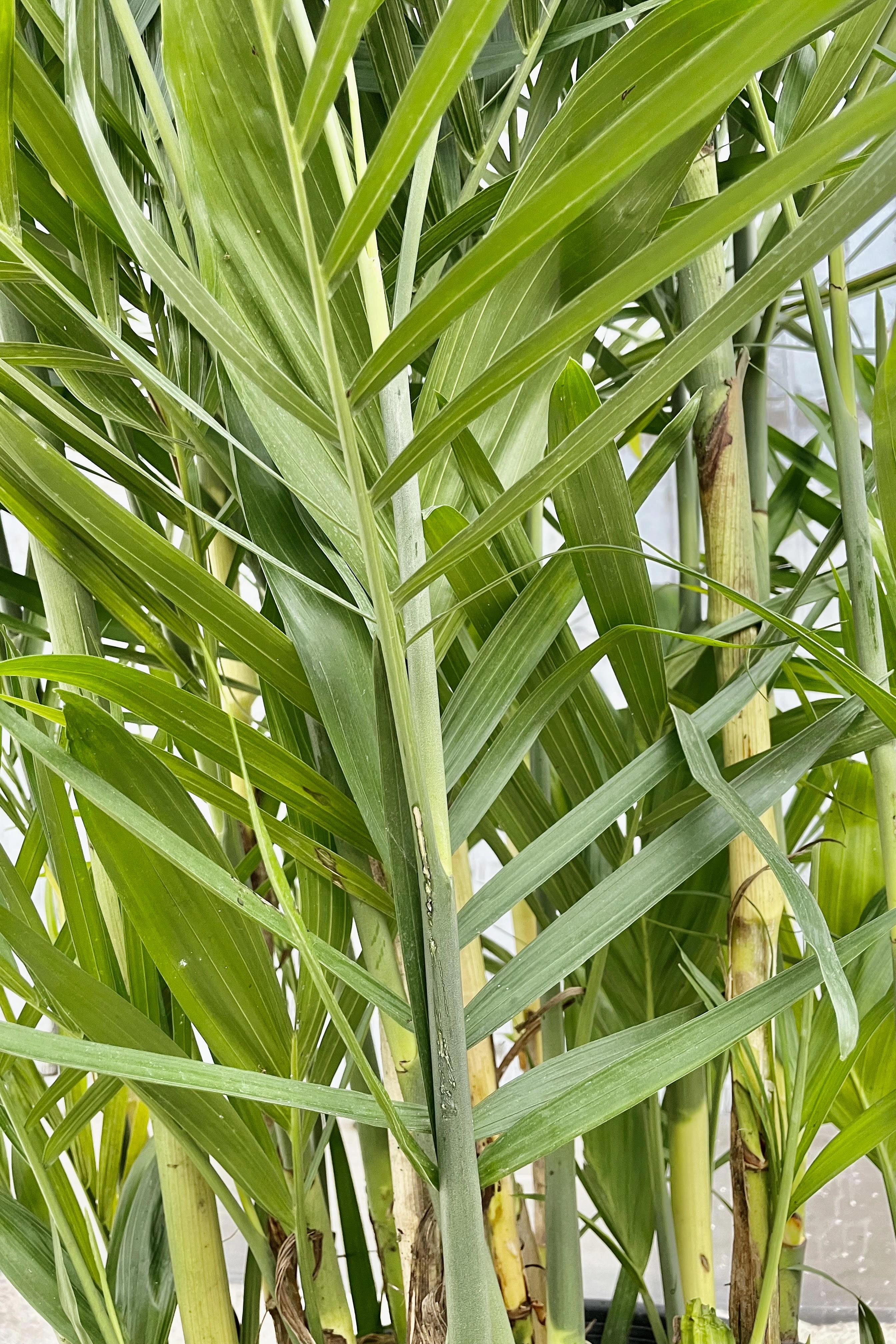 Chamaedorea seifrizii "Bamboo Palm" 14" medium flower pot  
