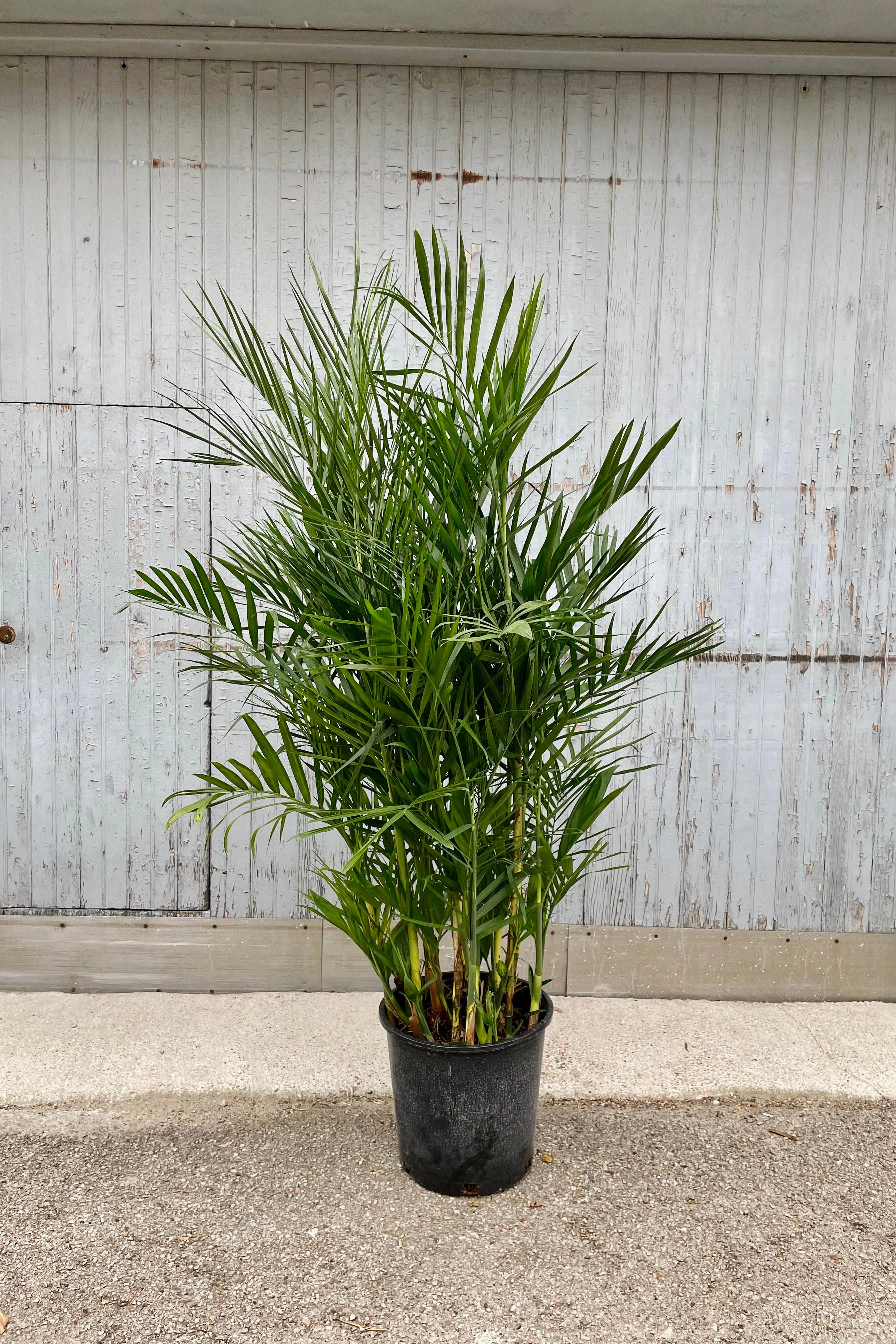 Chamaedorea seifrizii "Bamboo Palm" 14"