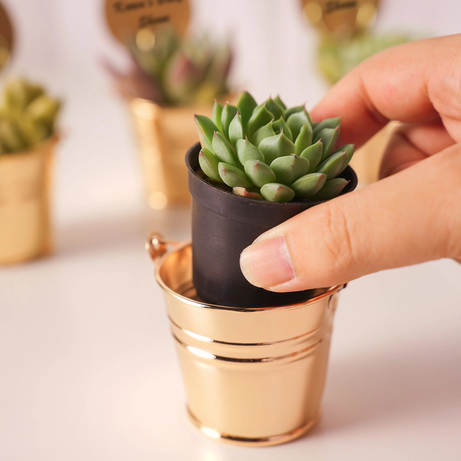 Champagne Gold Metal  Bucket Succulent Favors (Tag Custom Supported)