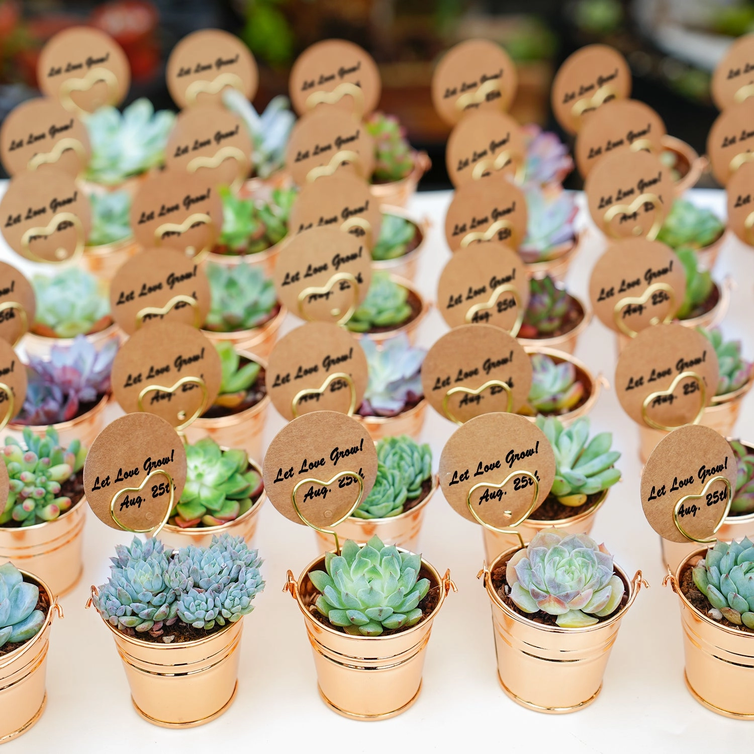 Champagne Gold Metal  Bucket Succulent Favors (Tag Custom Supported)