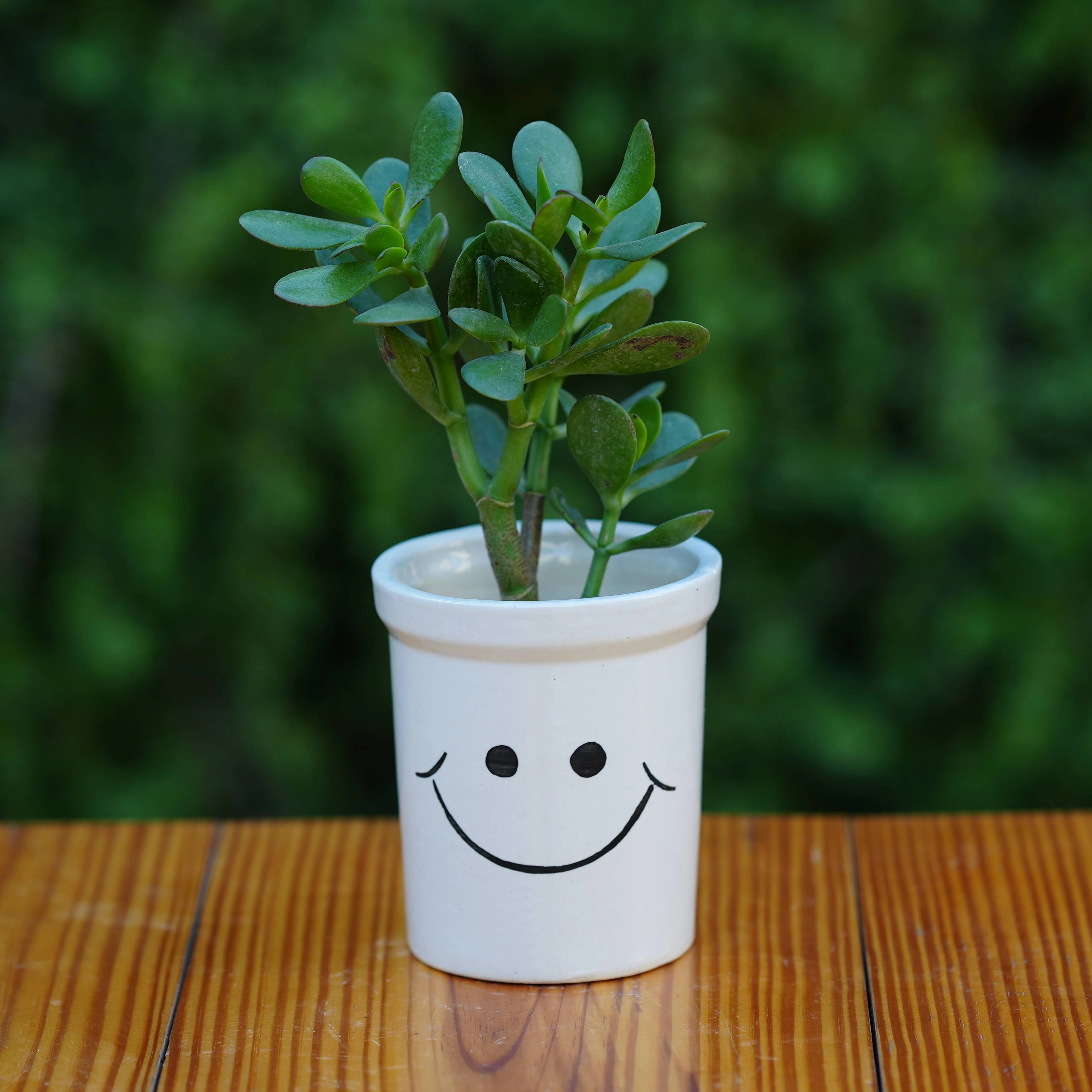 Cheerful Smiley Face Ceramic Planter for Plants cactus succulent plant  