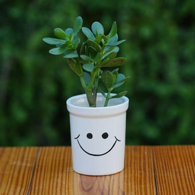 Cheerful Smiley Face Ceramic Planter for Plants cactus succulent plant  