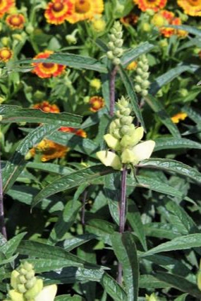 Chelone g. 'Leiderhosen' 1qt decorative flowerpot  