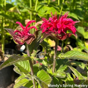 Cherry Pops Bee Balm | Monarda single layer plant shelf  