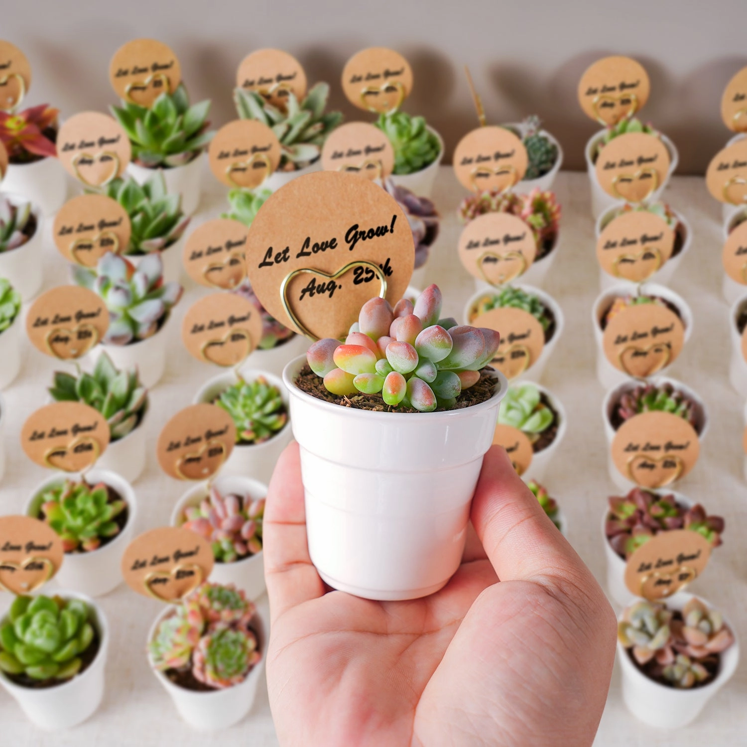 Chic White Ceramic Handheld Cup Succulent Favors (Tag Custom Supported)