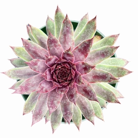 Chick Charms? Chocolate Kiss? (4 inch) mini ornamental plant  