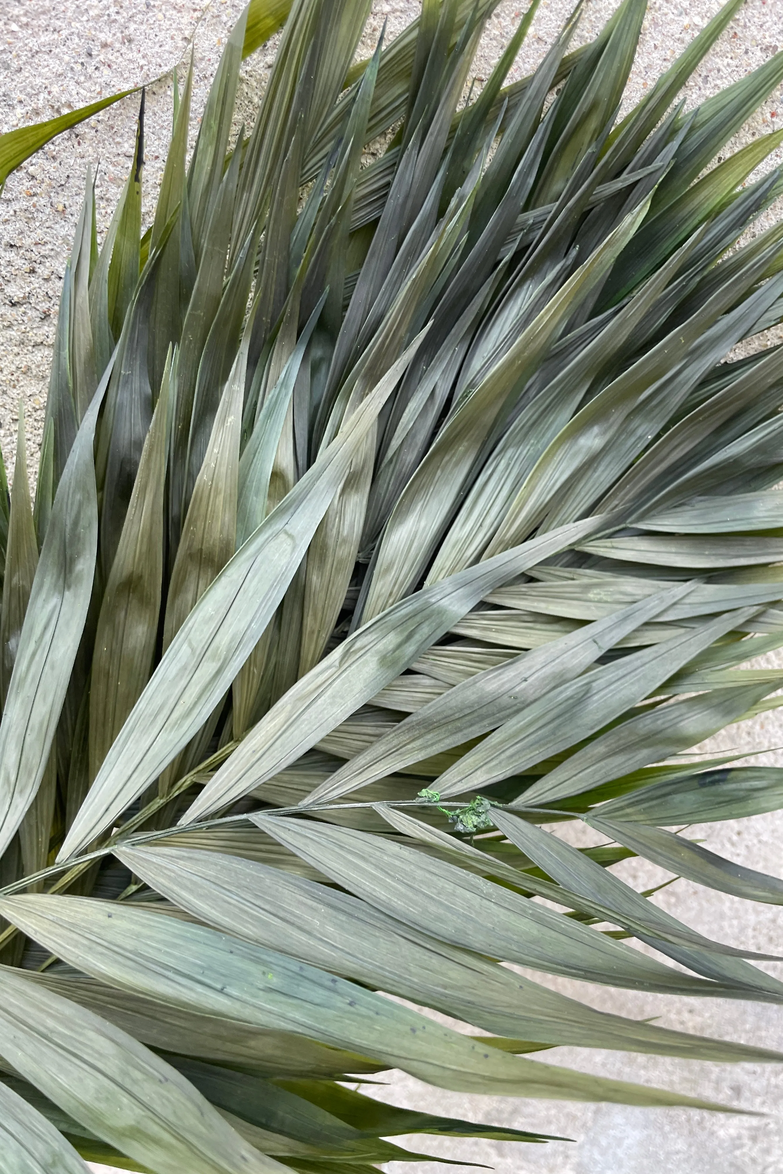 Chico Palm Green Color Preserved Bunch