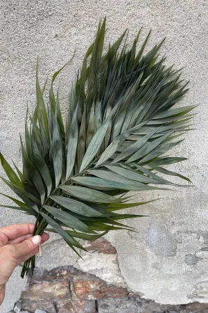 Chico Palm Green Color Preserved Bunch indoor houseplants  