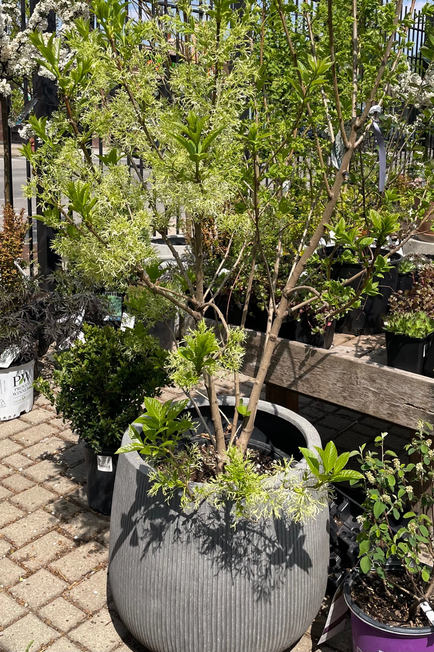 Chionanthus virginicus clump #10
