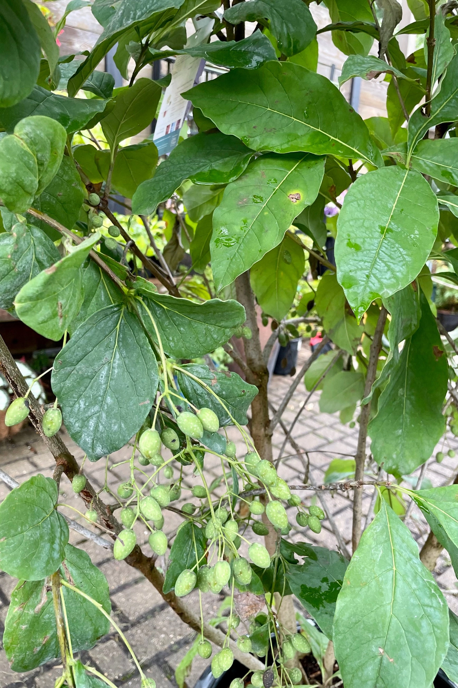 Chionanthus virginicus clump #10