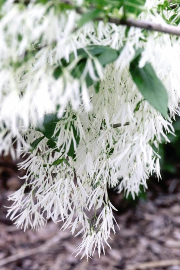 Chionanthus virginicus clump #10