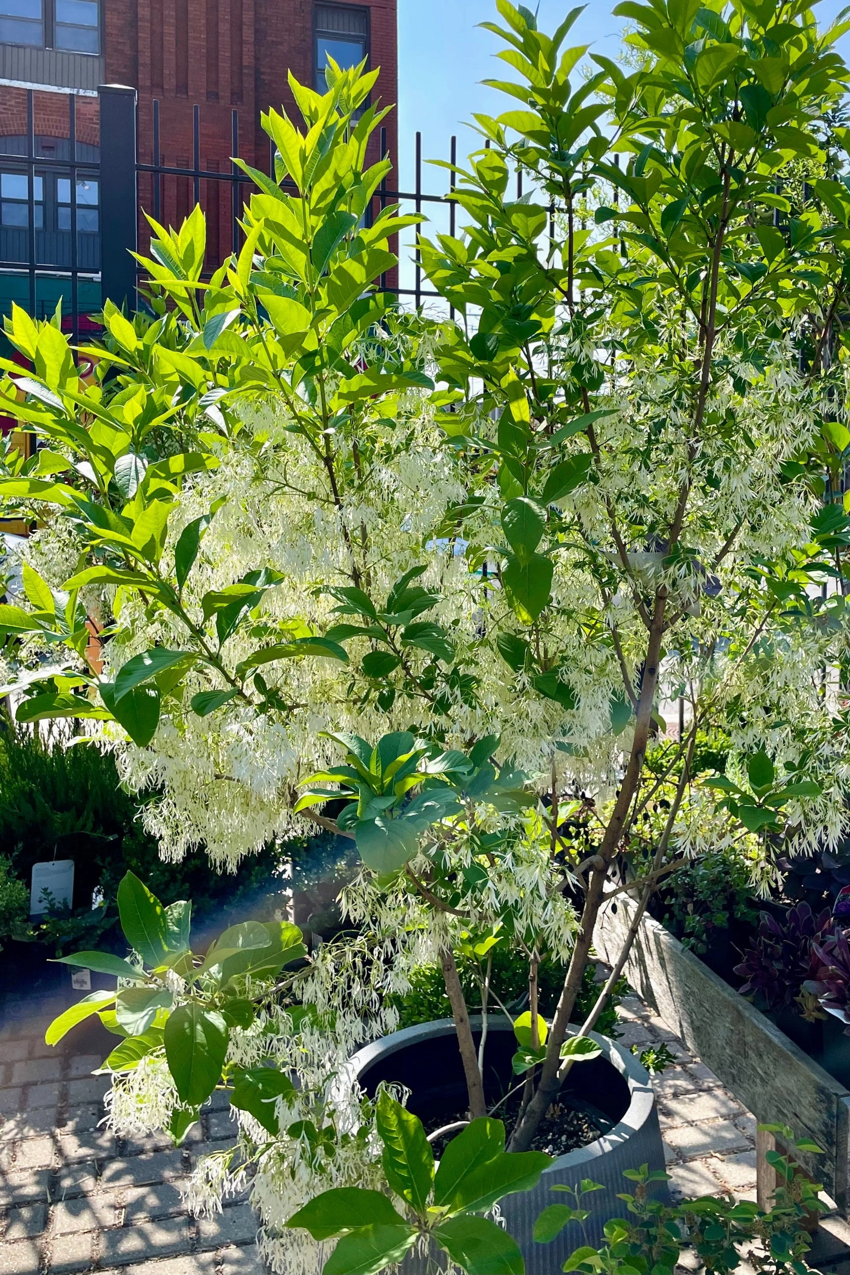Chionanthus virginicus clump #10
