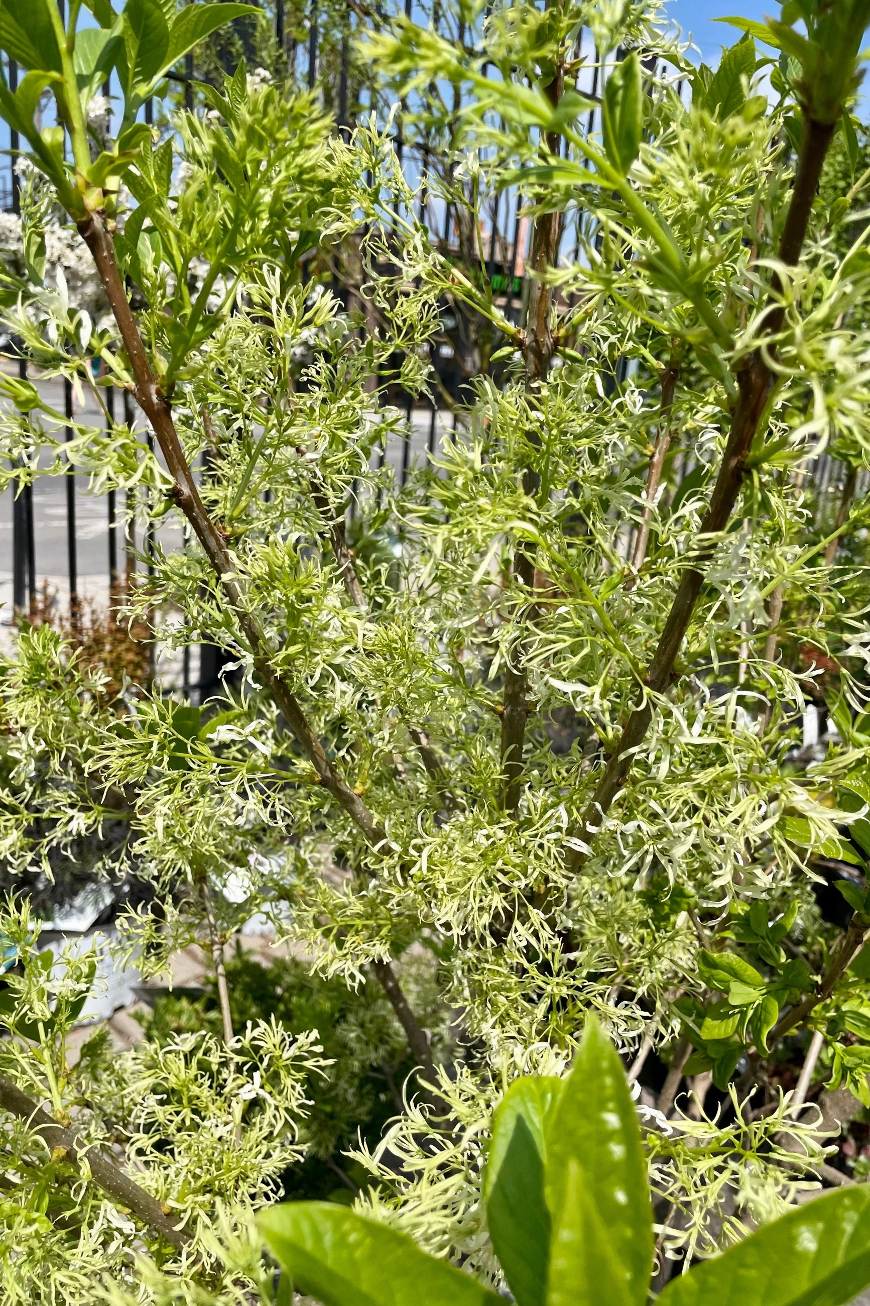 Chionanthus virginicus clump #10