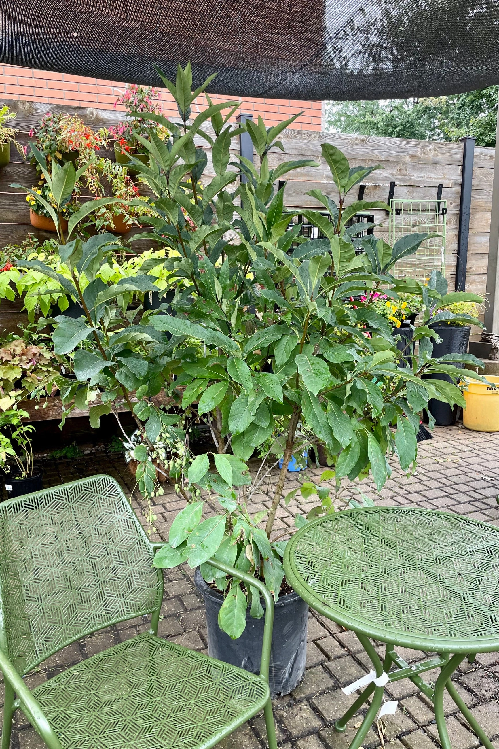 Chionanthus virginicus clump #10
