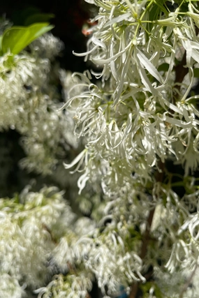 Chionanthus virginicus clump #10 decorative flowerpot  