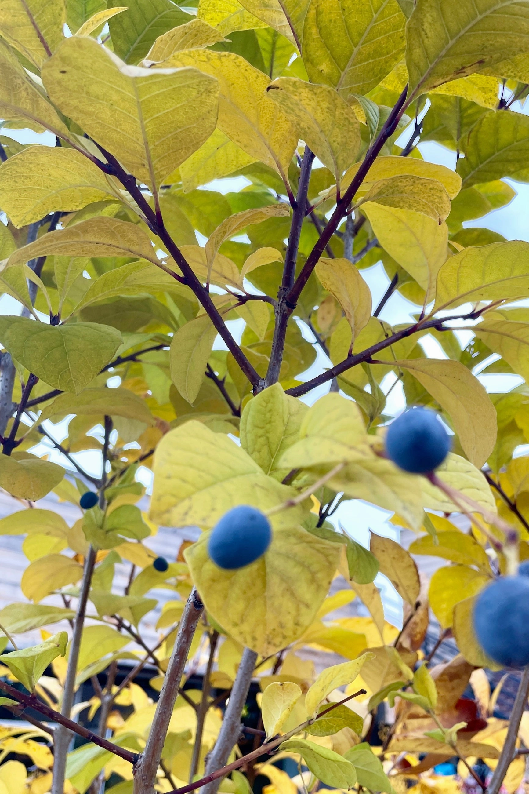Chionanthus virginicus clump #5
