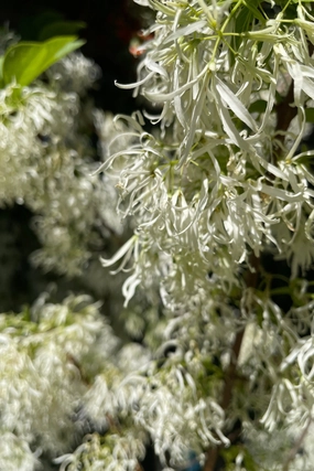 Chionanthus virginicus clump #5 decorative flowerpot  