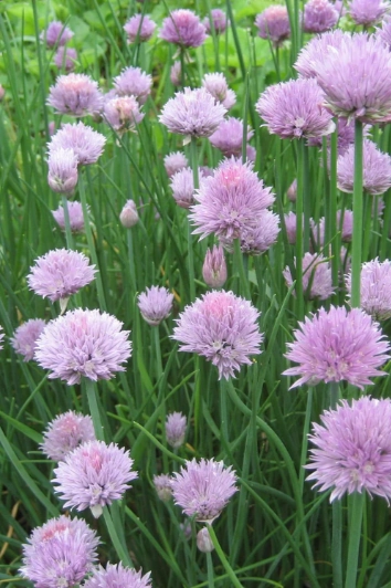 Chive Seeds Art Pack