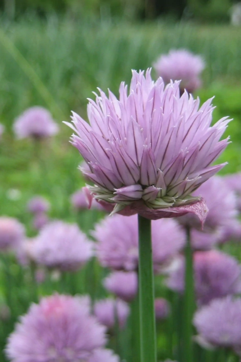 Chive Seeds Art Pack