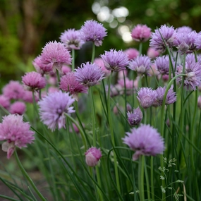 Chives | Allium schoenoprasum traditional flower vase  