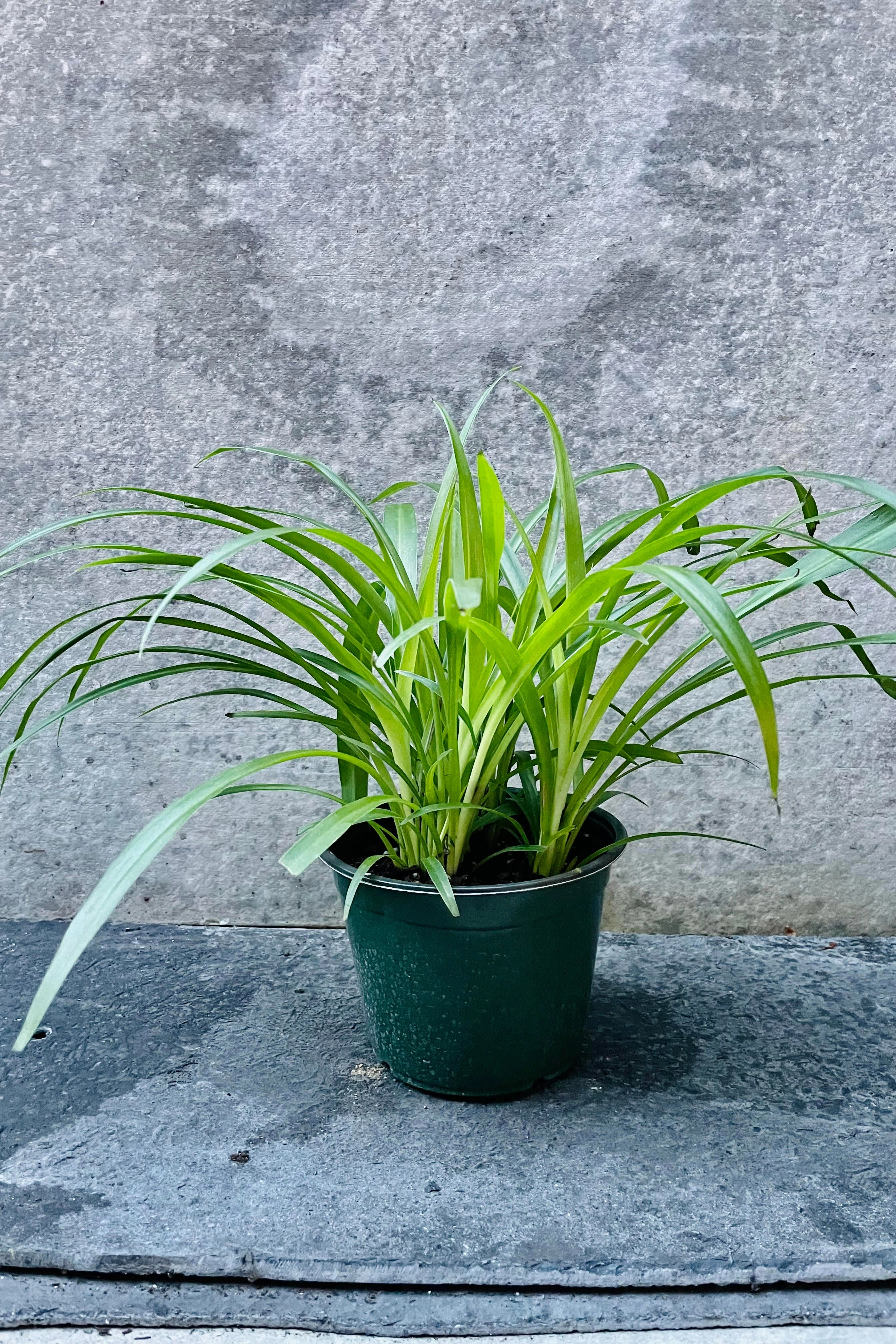 Chlorophytum 'Hawaiian' 6"