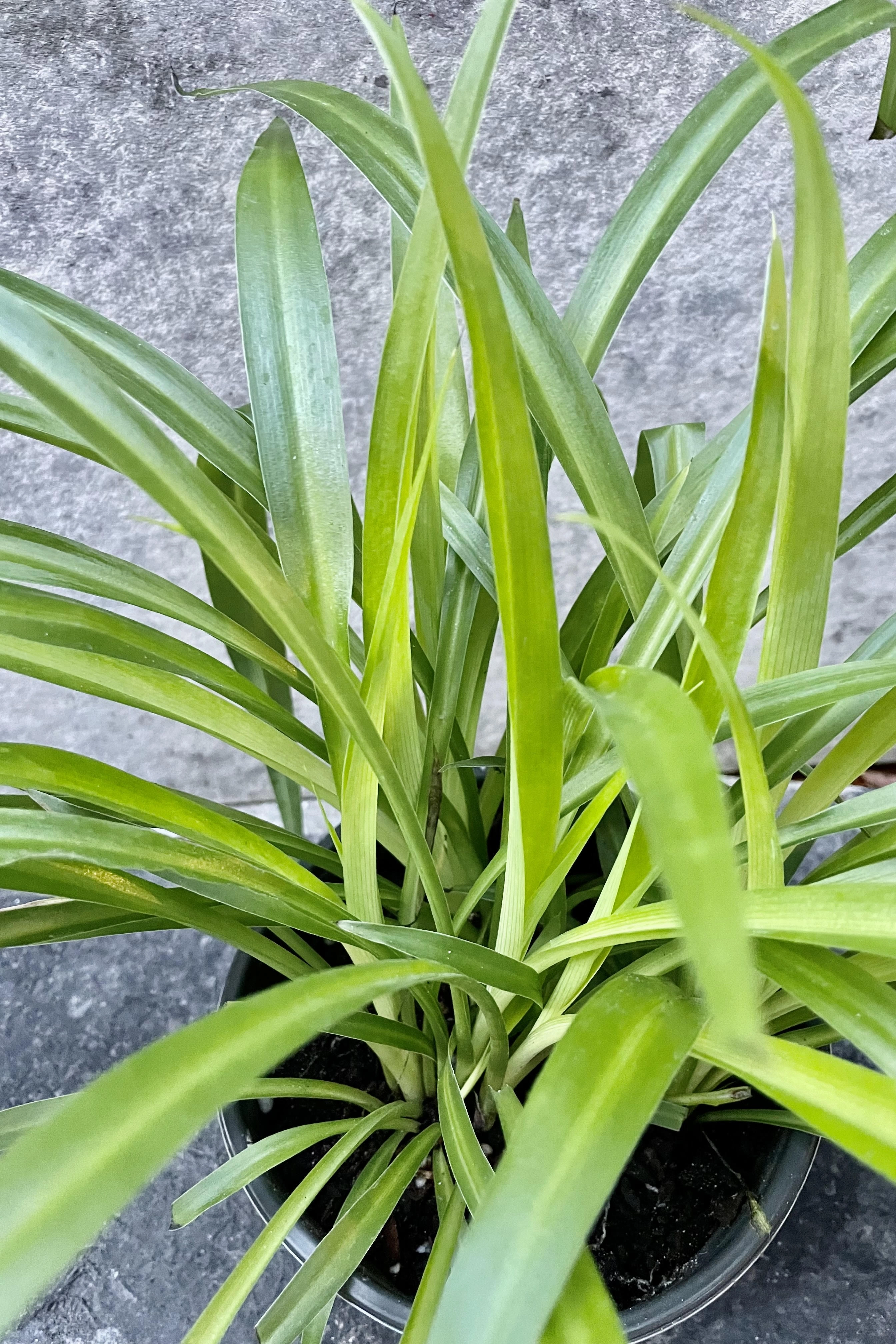 Chlorophytum 'Hawaiian' 6" medium flower pot  