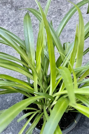 Chlorophytum 'Hawaiian' 6" medium flower pot  