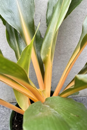 Chlorophytum amaniense 'Fire Flash' 6" medium flower pot  