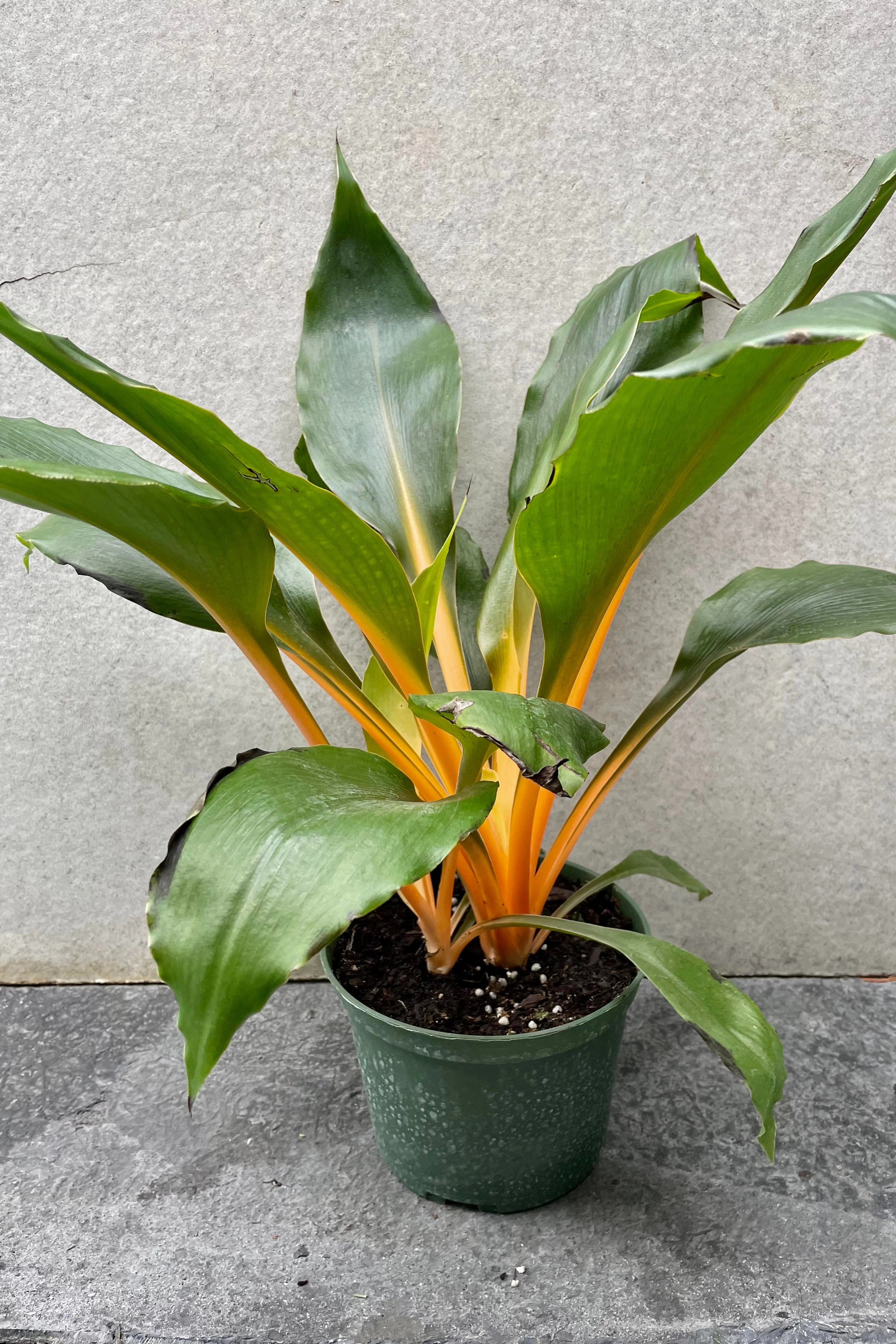 Chlorophytum amaniense 'Fire Flash' 6"